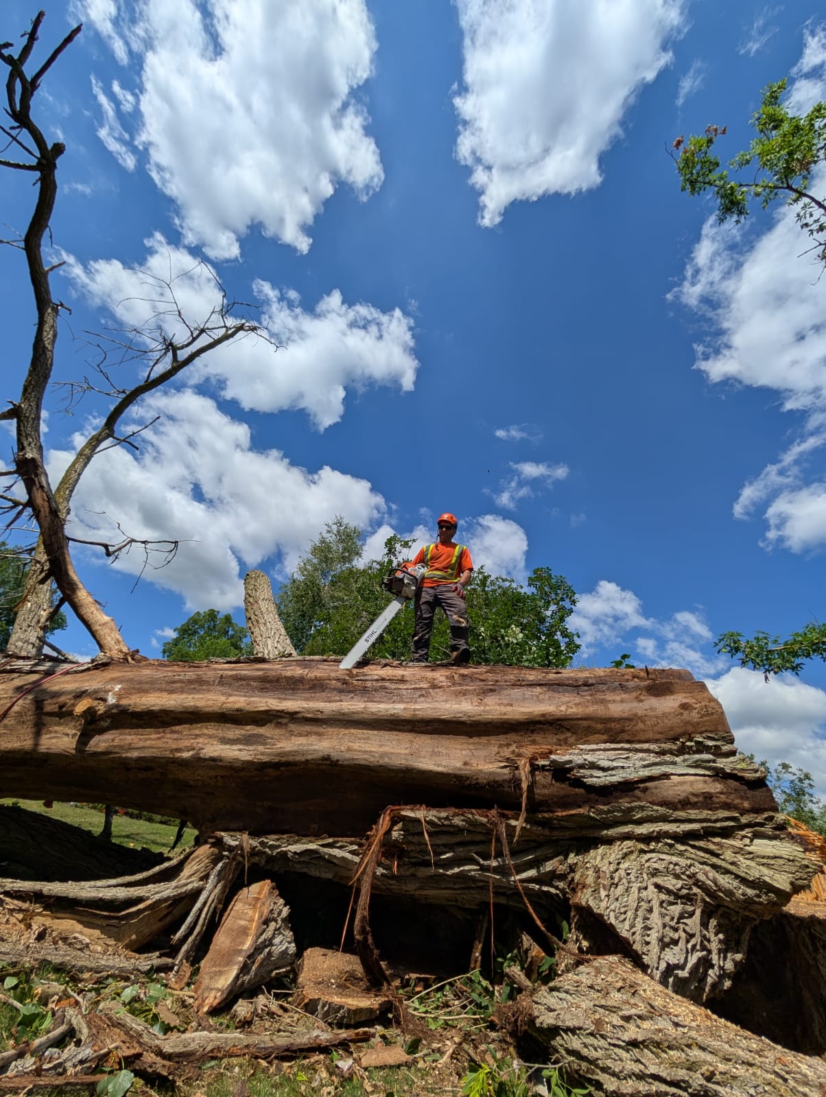 Stump grinding service