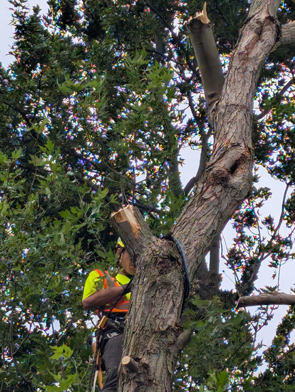 Professional tree pruning
