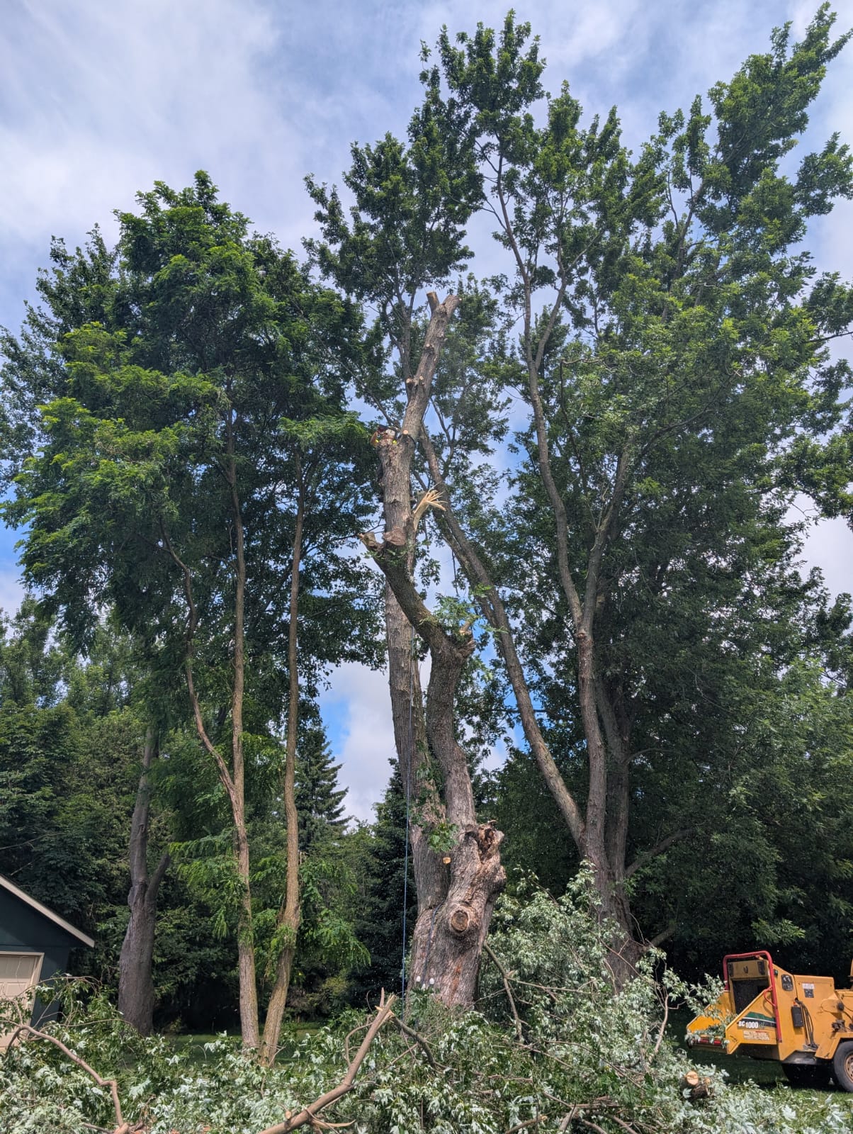 Large tree removal
