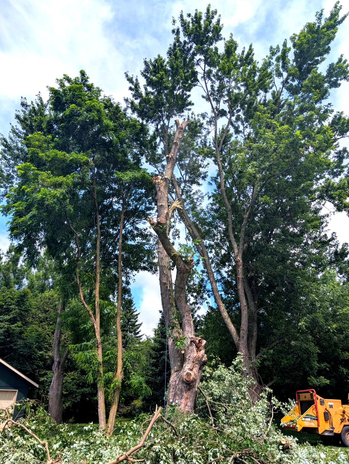 Professional tree removal service